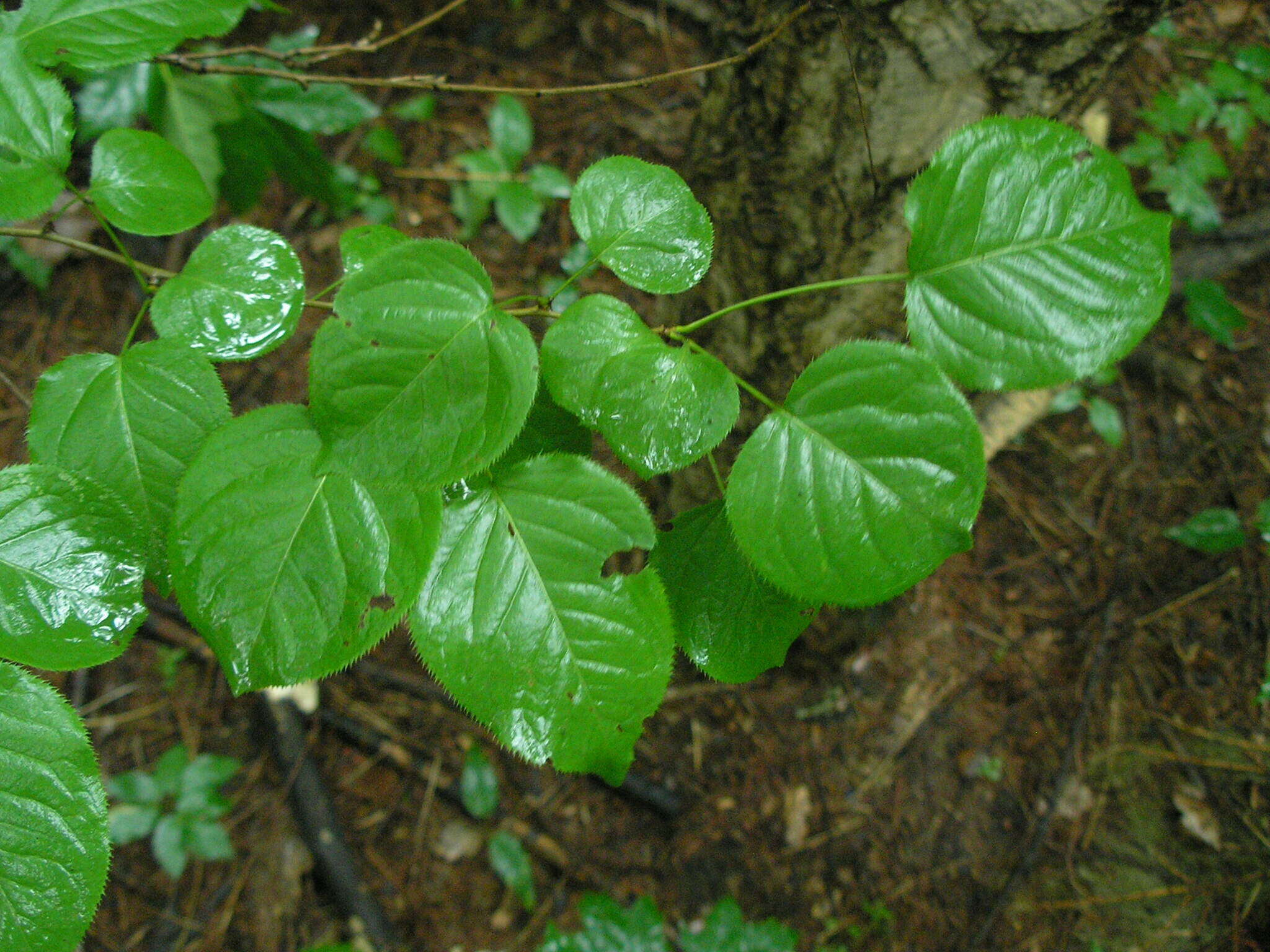 Imagem de Pyrus ussuriensis Maxim.