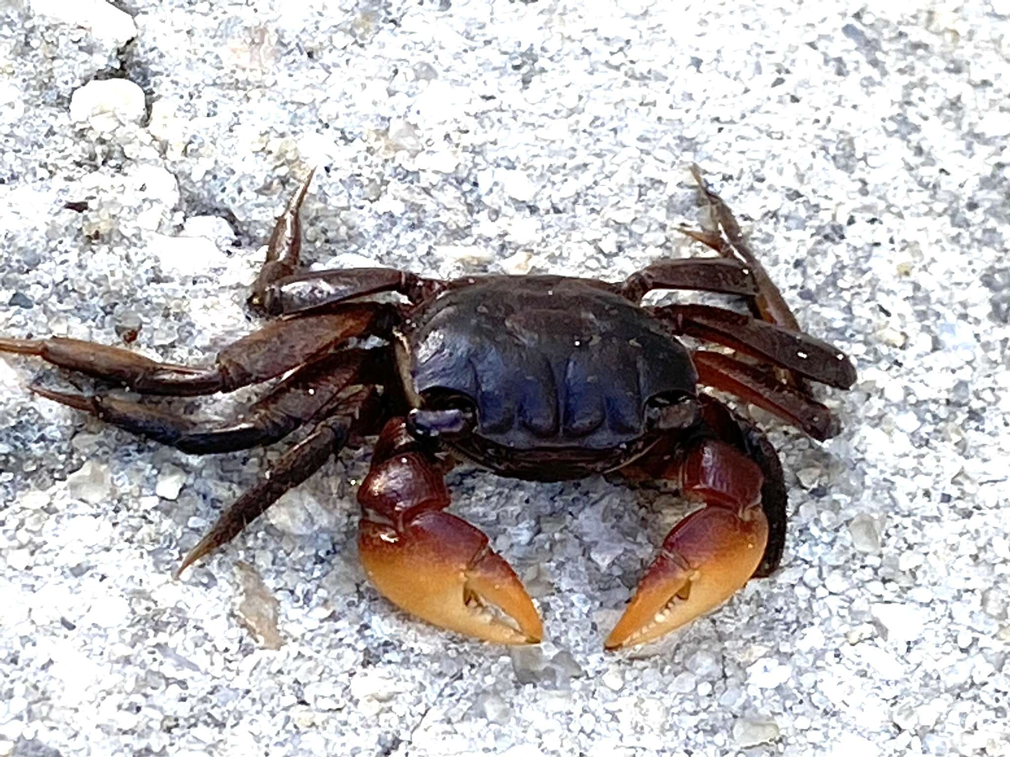 Image of heavy marsh crab