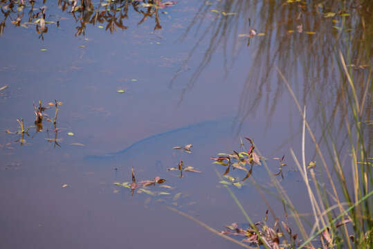 Image of Northern snakehead