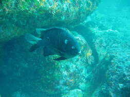 Image of New Zealand black angelfish