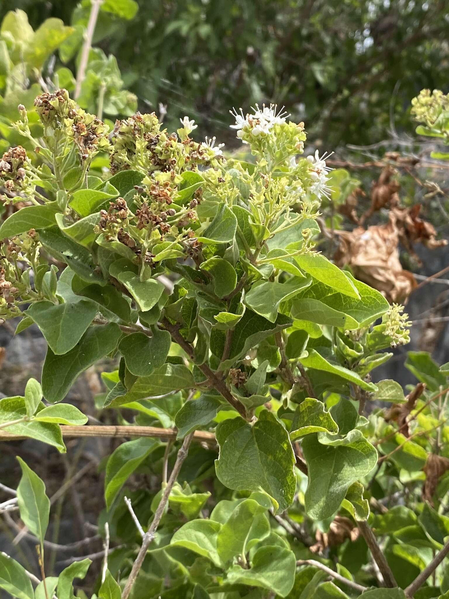 Image de Glossocarya calcicola Domin