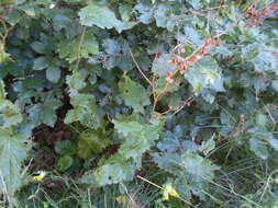 Image of Rumex arifolius All.