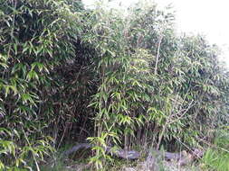 Image of arrow bamboo