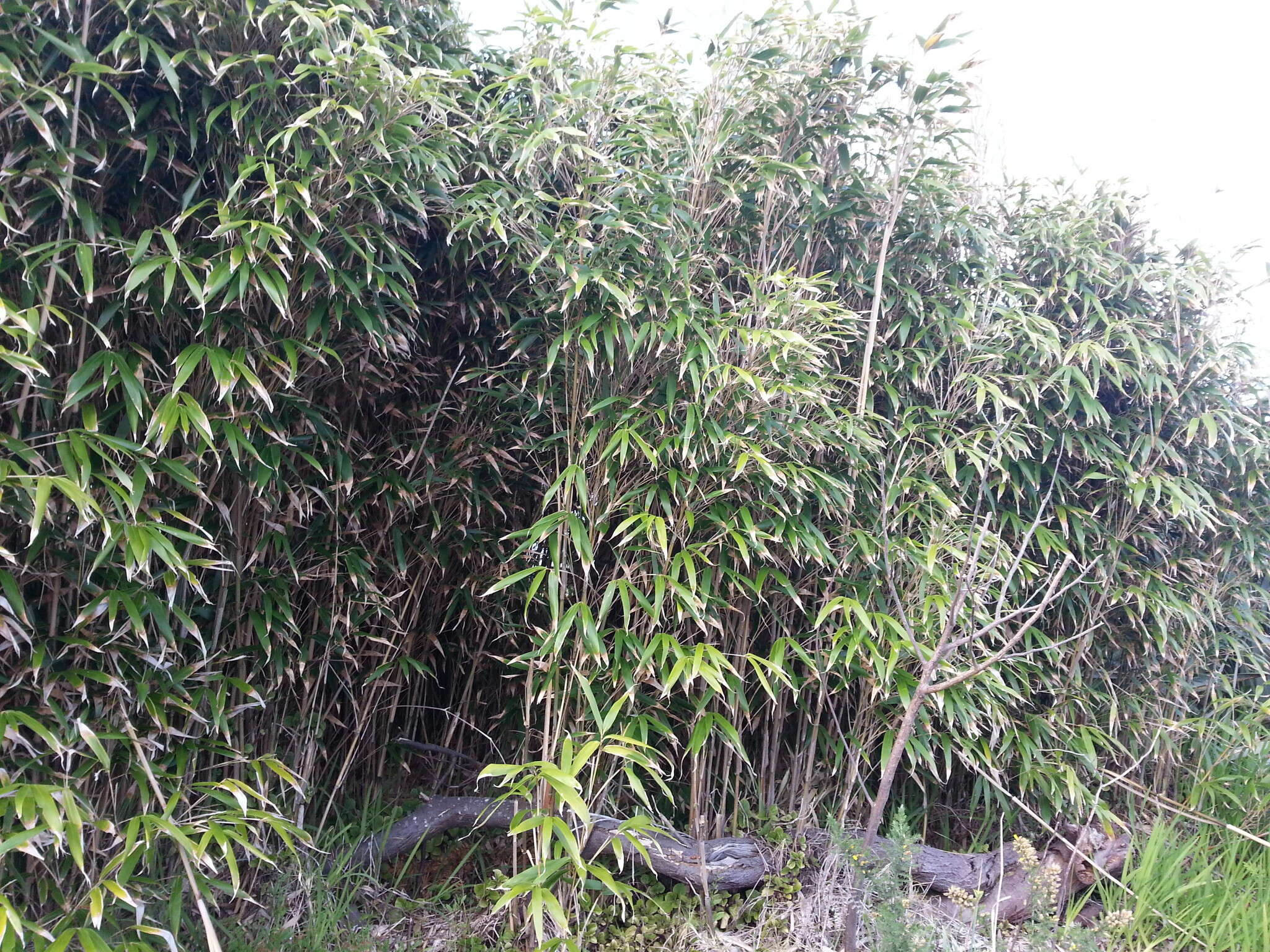 Image of arrow bamboo