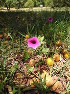 Image de Petunia integrifolia (Hook.) Schinz & Thellung