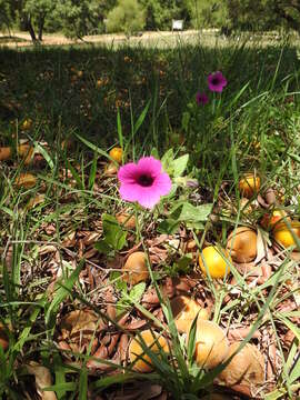 Image of Violet-flower petunia