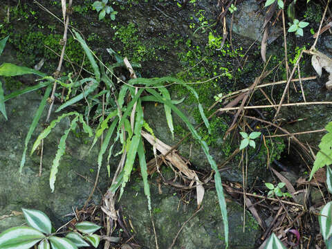 Image of Pteris longipinna Hayata