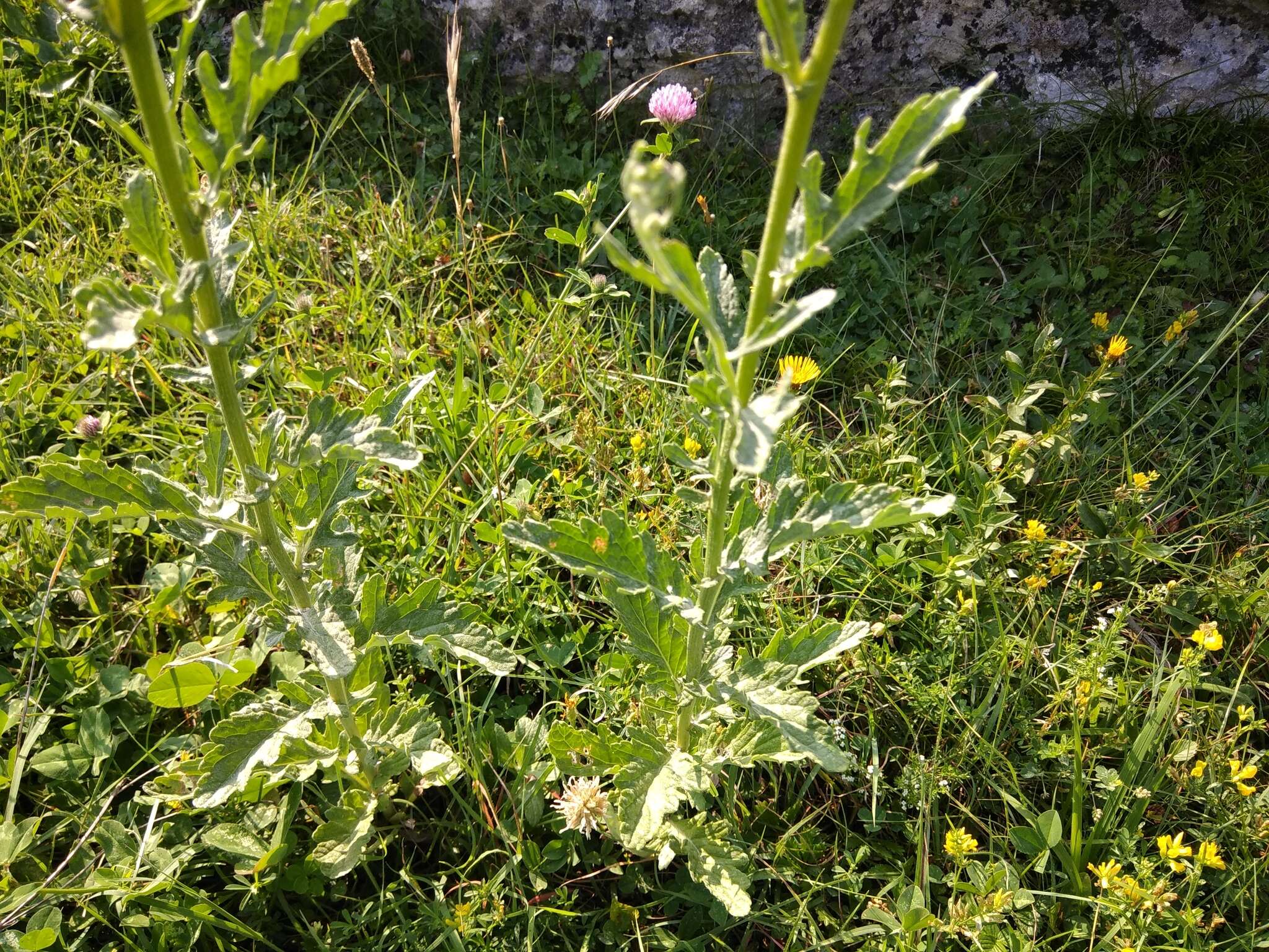 Jacobaea grandidentata (Ledeb.) Vasjukov的圖片