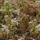 صورة Lobelia limosa (Adamson) E. Wimm.