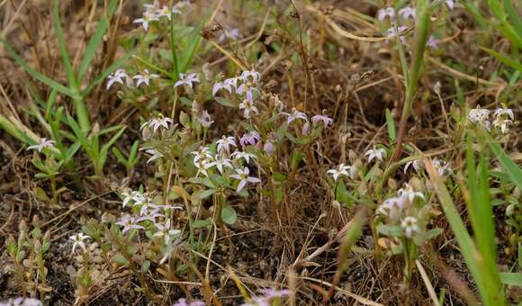 Sivun Lobelia limosa (Adamson) E. Wimm. kuva