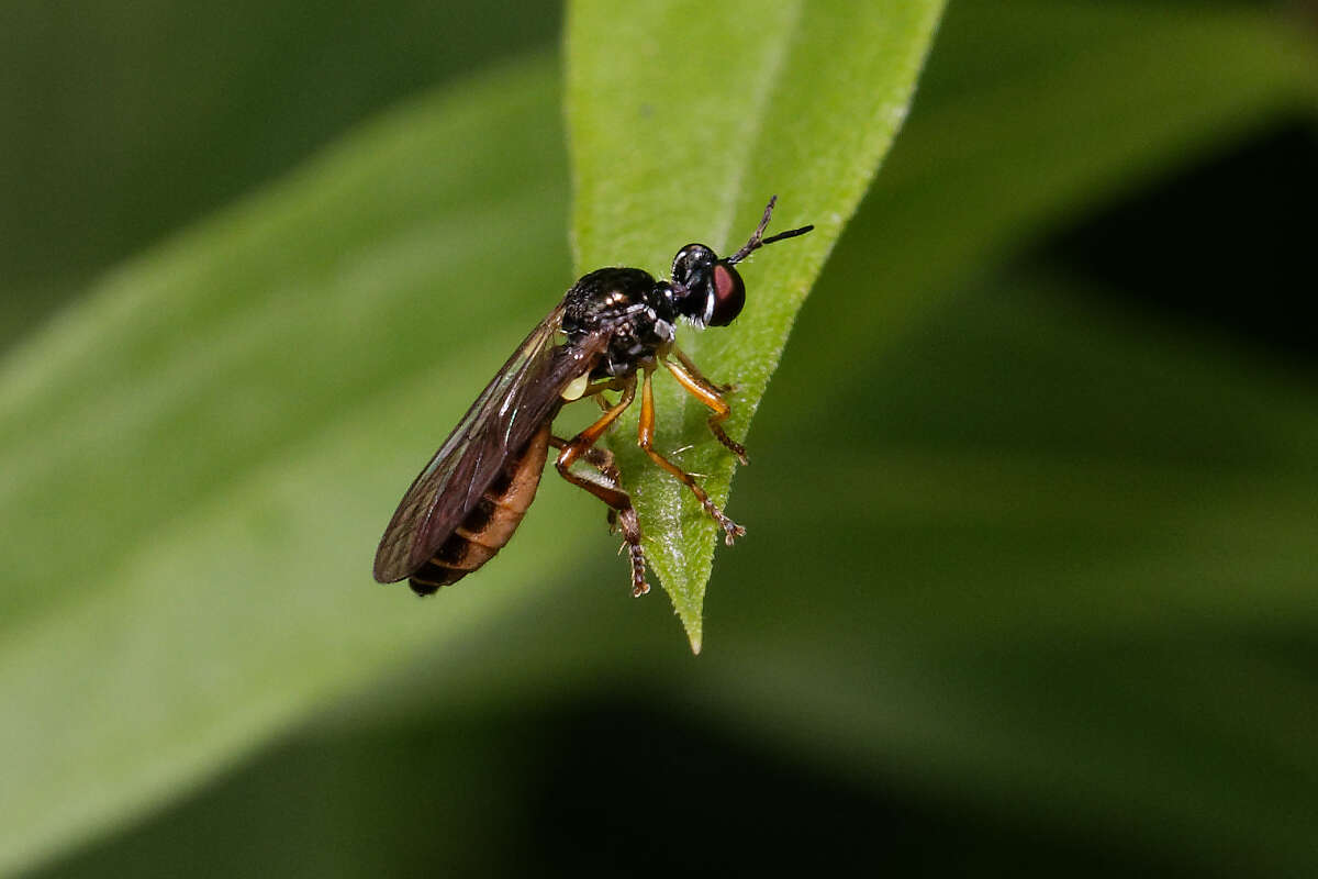 Image of Dioctria lateralis Meigen 1804