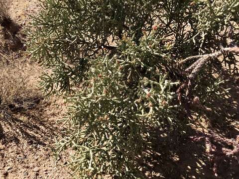 Image of Pencil Cholla