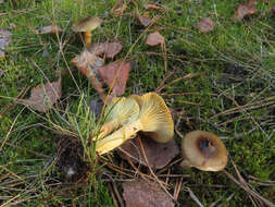 Слика од Hygrophorus hypothejus (Fr.) Fr. 1838