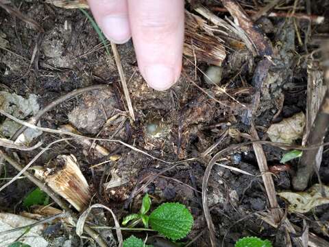 Image of Psilocybe thaiaerugineomaculans Guzmán, Karun. & Ram.-Guill. 2012