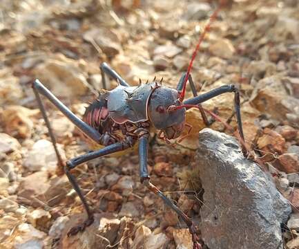 Image of Armoured Katydid