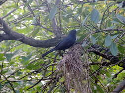 Image of Solitary Black Cacique