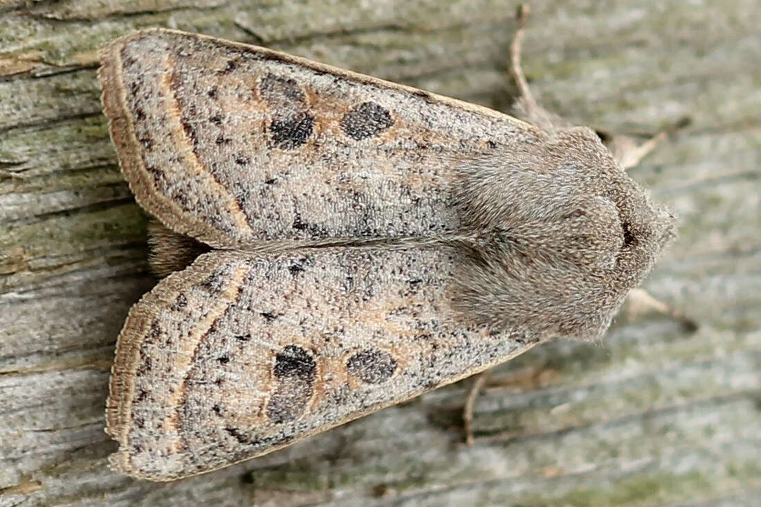 Слика од Orthosia gracilis Schiffermüller 1775