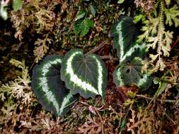 Слика од Begonia annulata K. Koch