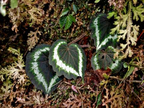 Image of Begonia annulata K. Koch