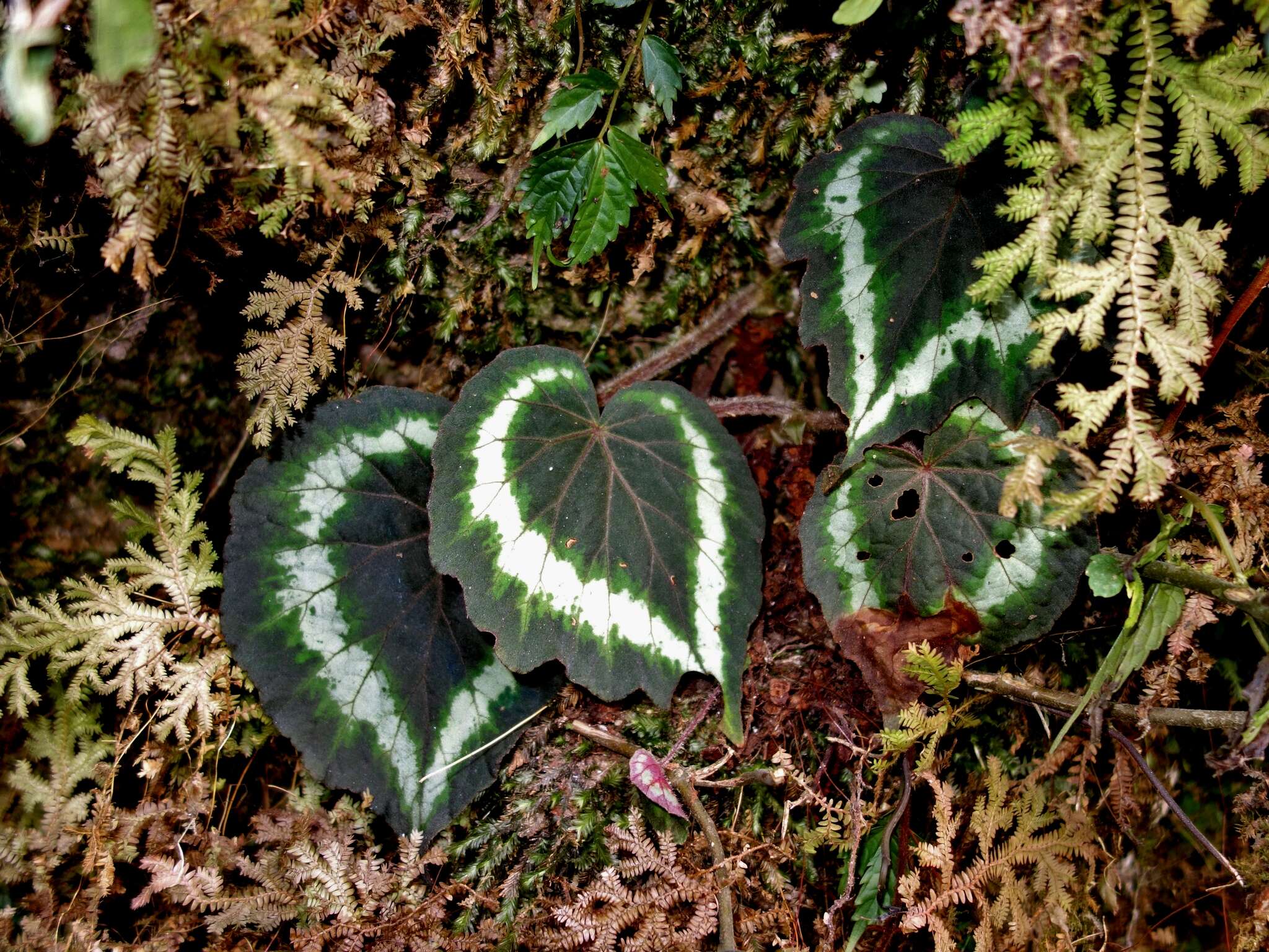 Слика од Begonia annulata K. Koch