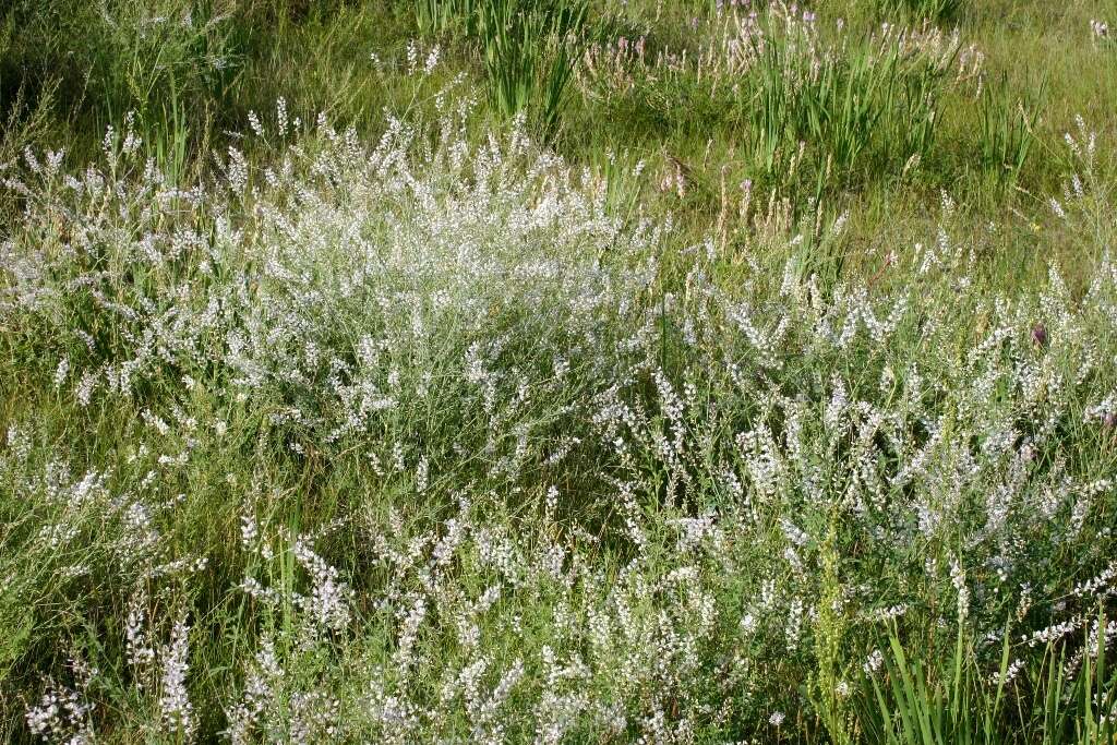 Image of Astragalus melilotoides Pall.