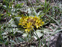 Inula rhizocephala Schrenk resmi