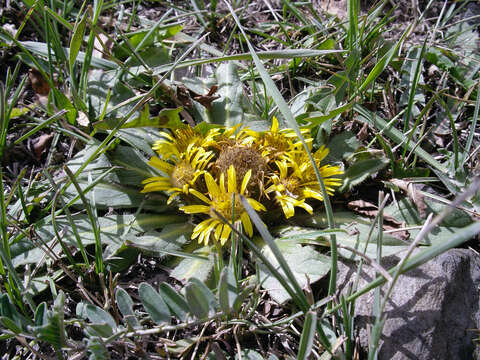 Image de Inula rhizocephala Schrenk