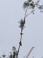 Image of Lesser Sulphur-crested Cockatoo