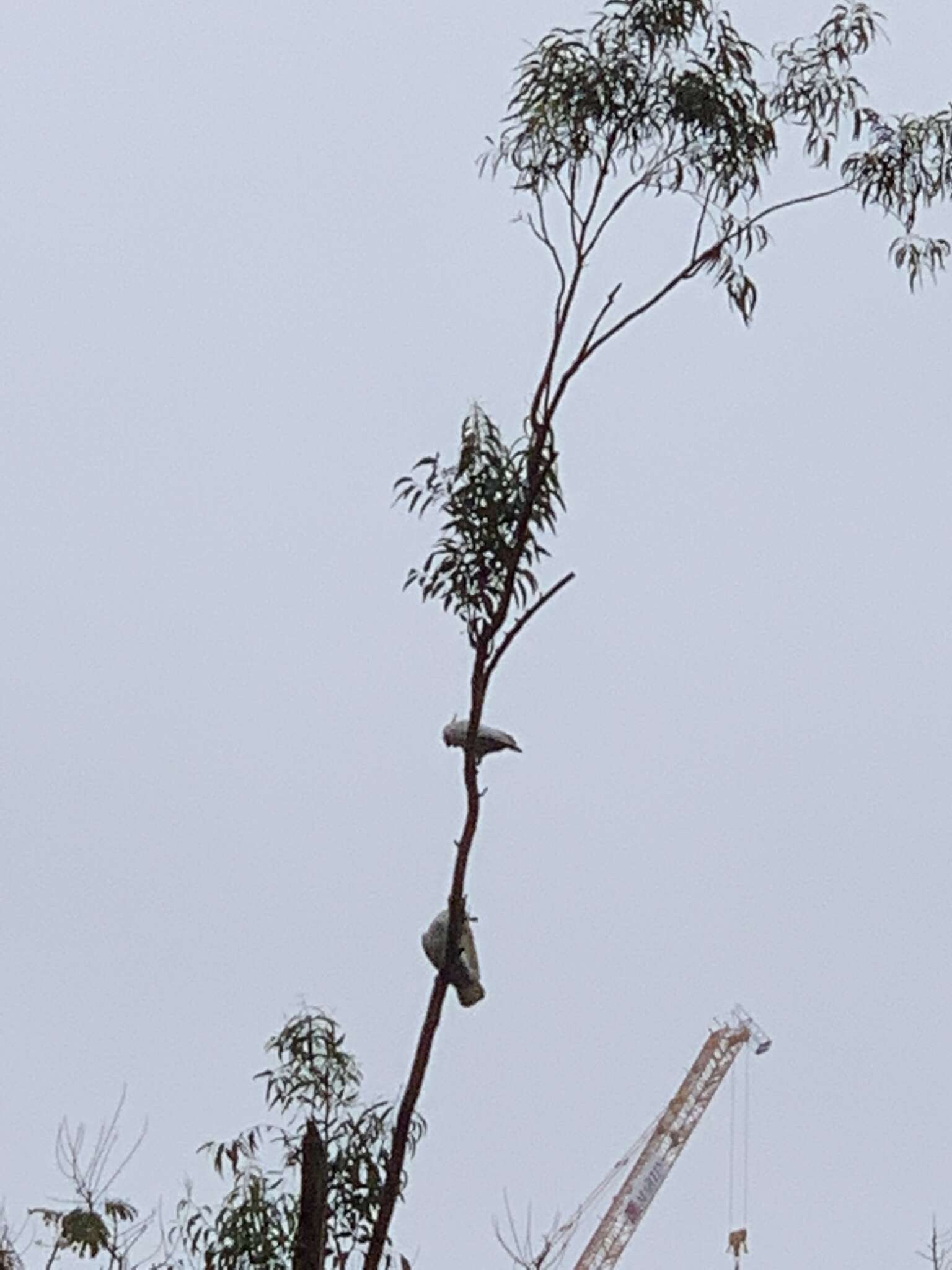 Image of Lesser Sulphur-crested Cockatoo