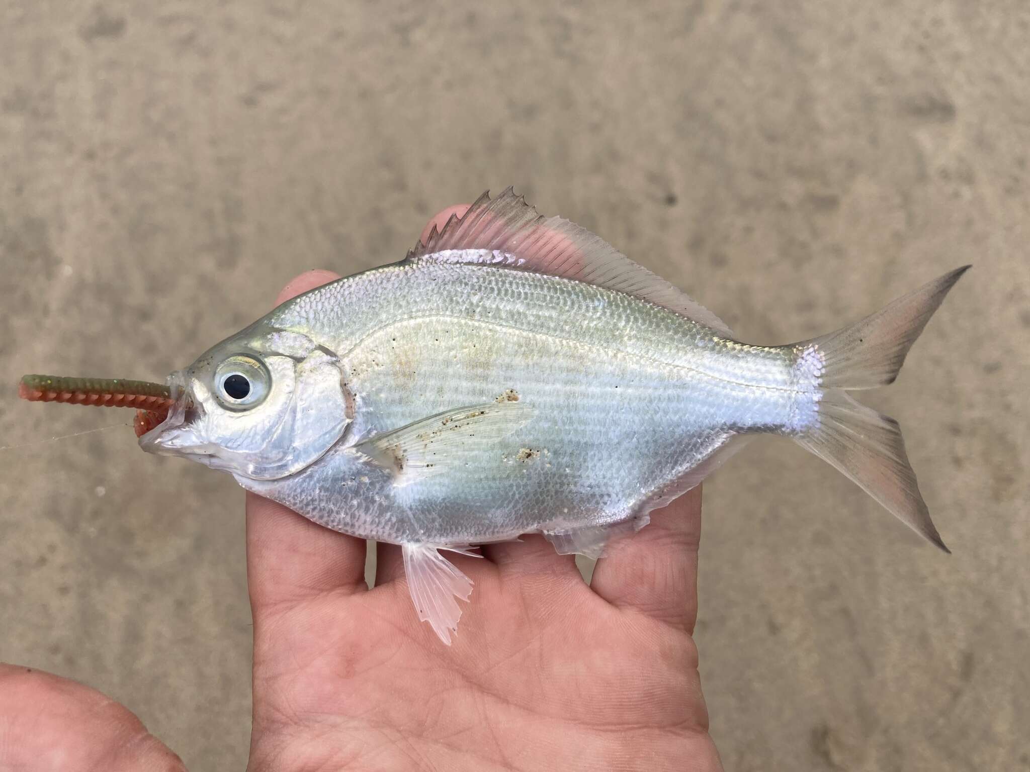 Image of Silver surfperch