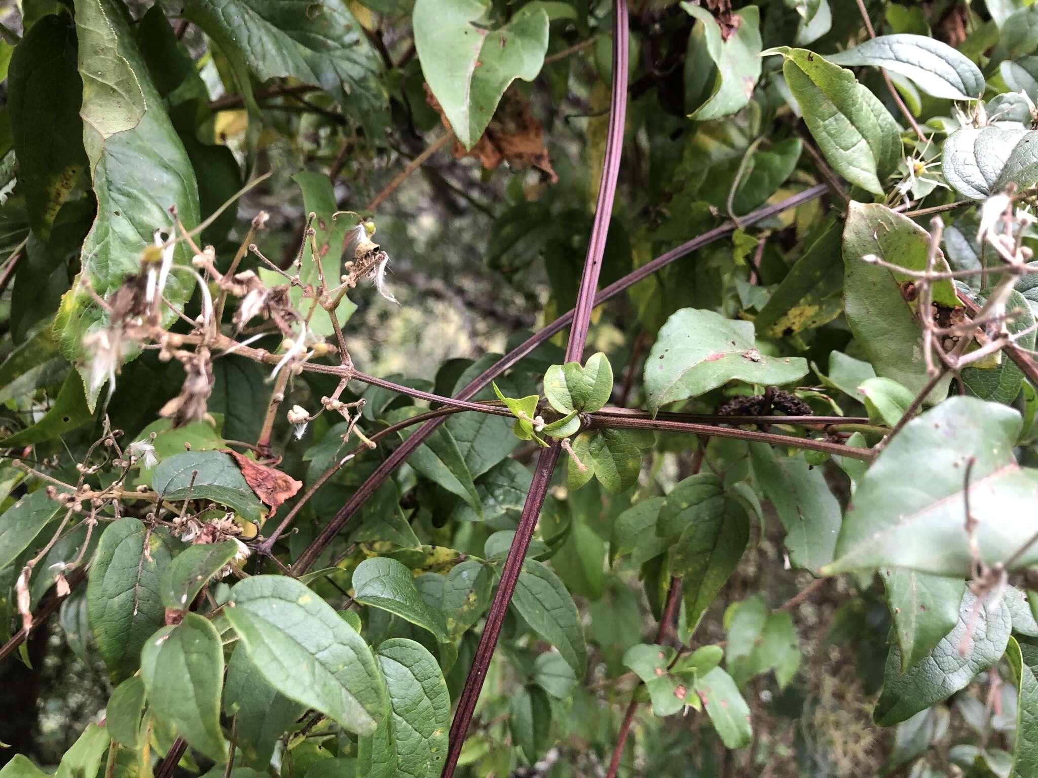 Image of Clematis peterae var. lishanensis (T. Y. Yang & T. C. Huang) W. T. Wang