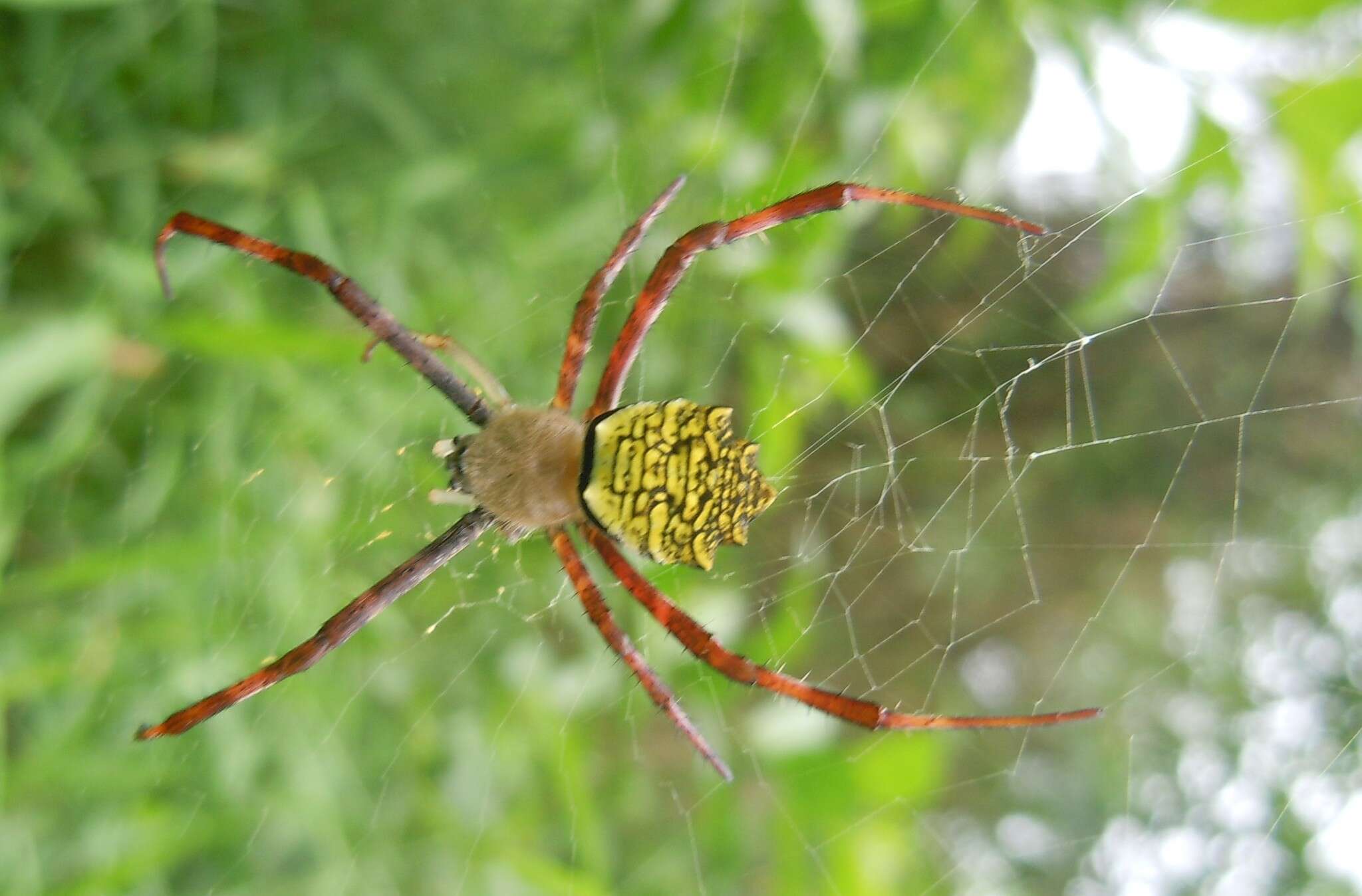 Image of Argiope flavipalpis (Lucas 1858)