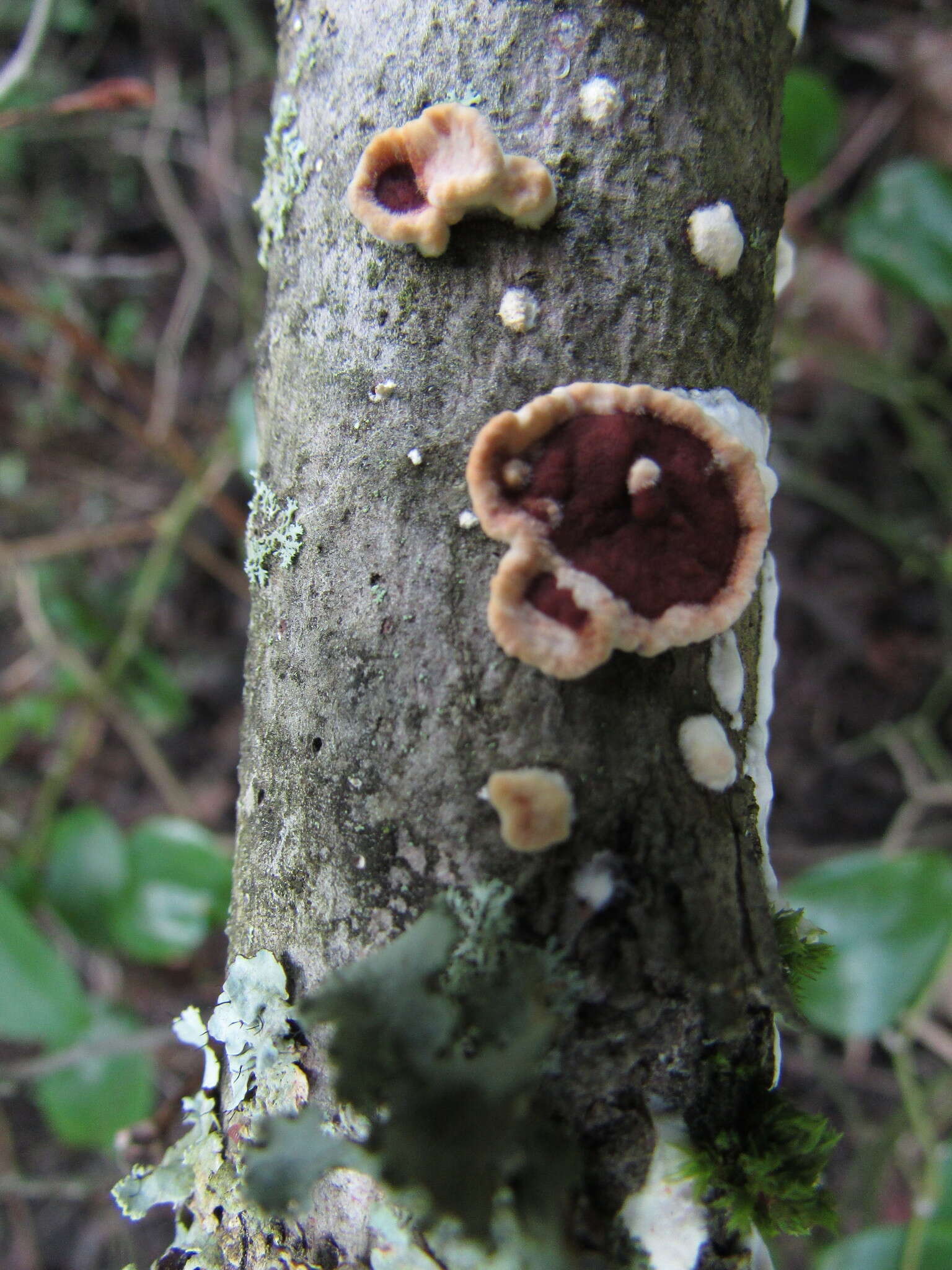 Sivun Scytinostroma Donk 1956 kuva