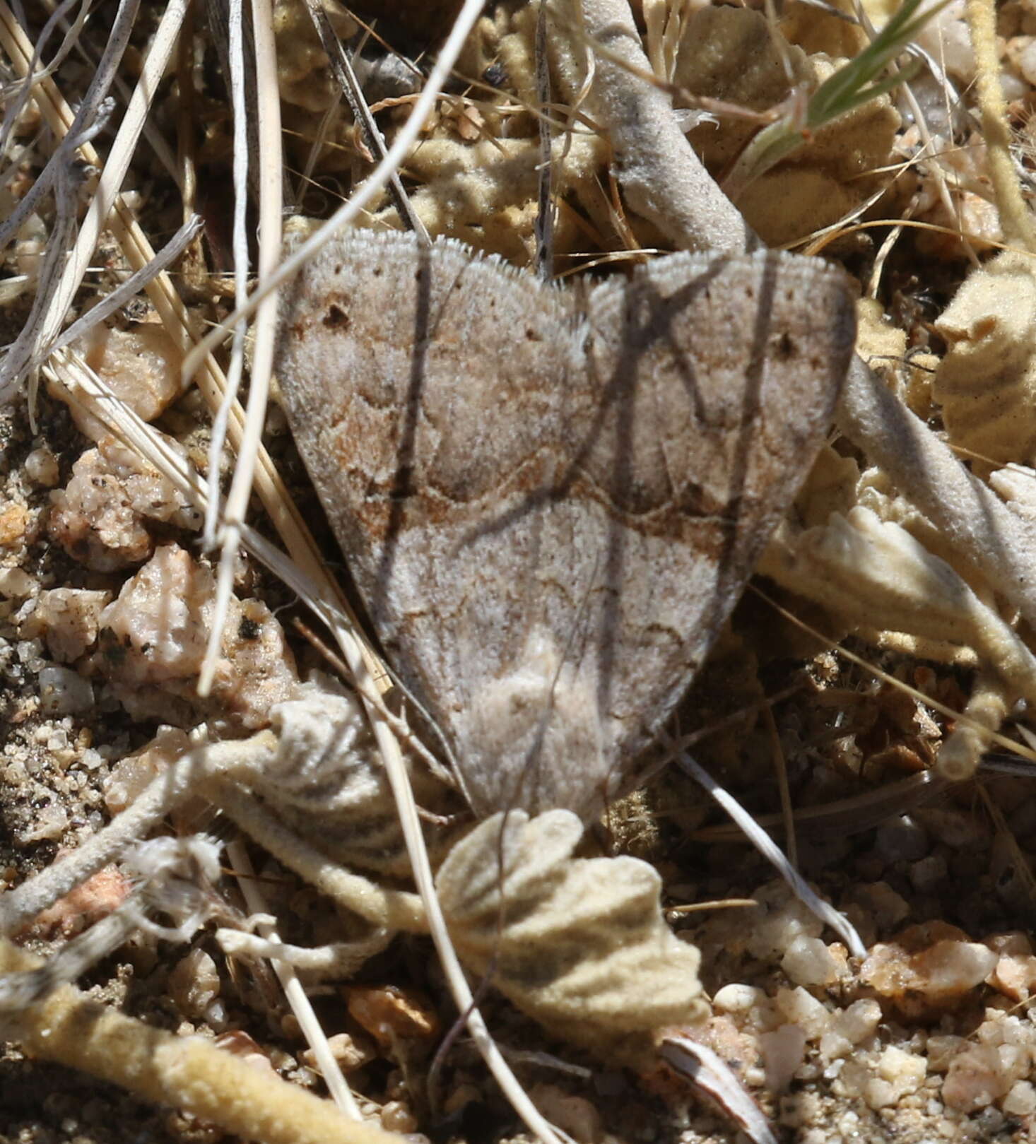 Plancia ëd <i>Drasteria scrupulosa</i>