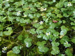 Image of Ranunculus omiophyllus Ten.