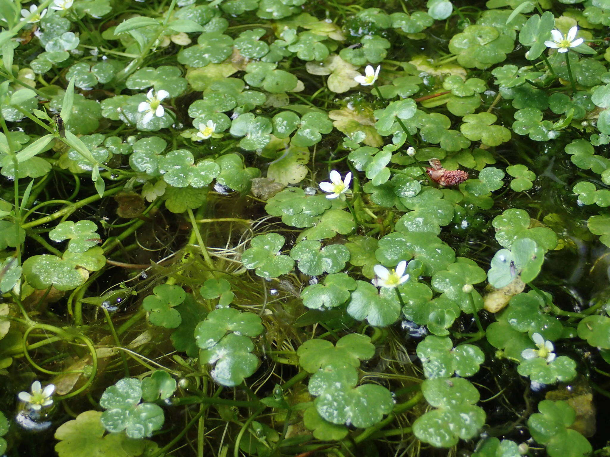 Ranunculus omiophyllus Ten.的圖片