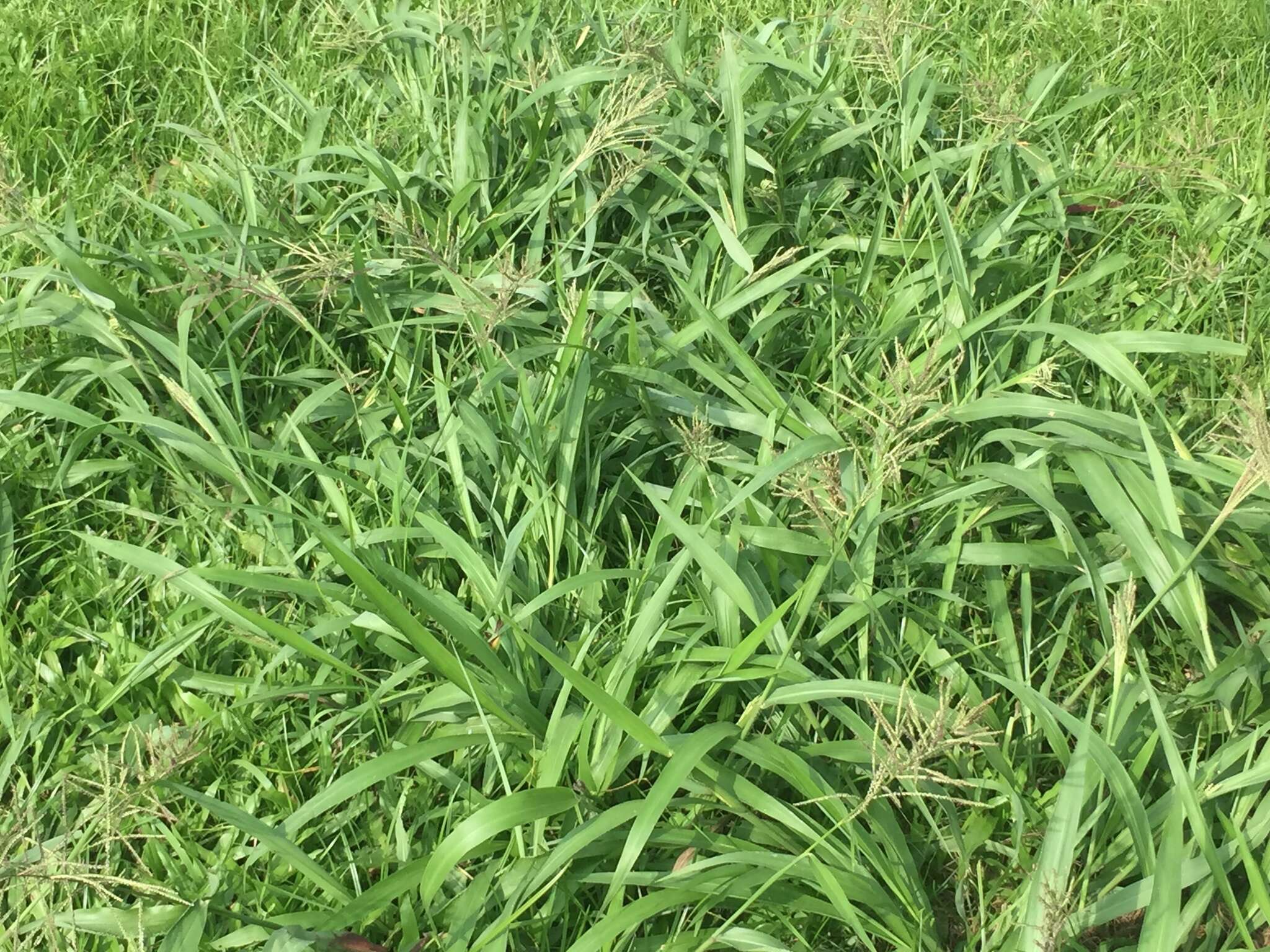 Image de Paspalum paniculatum L.