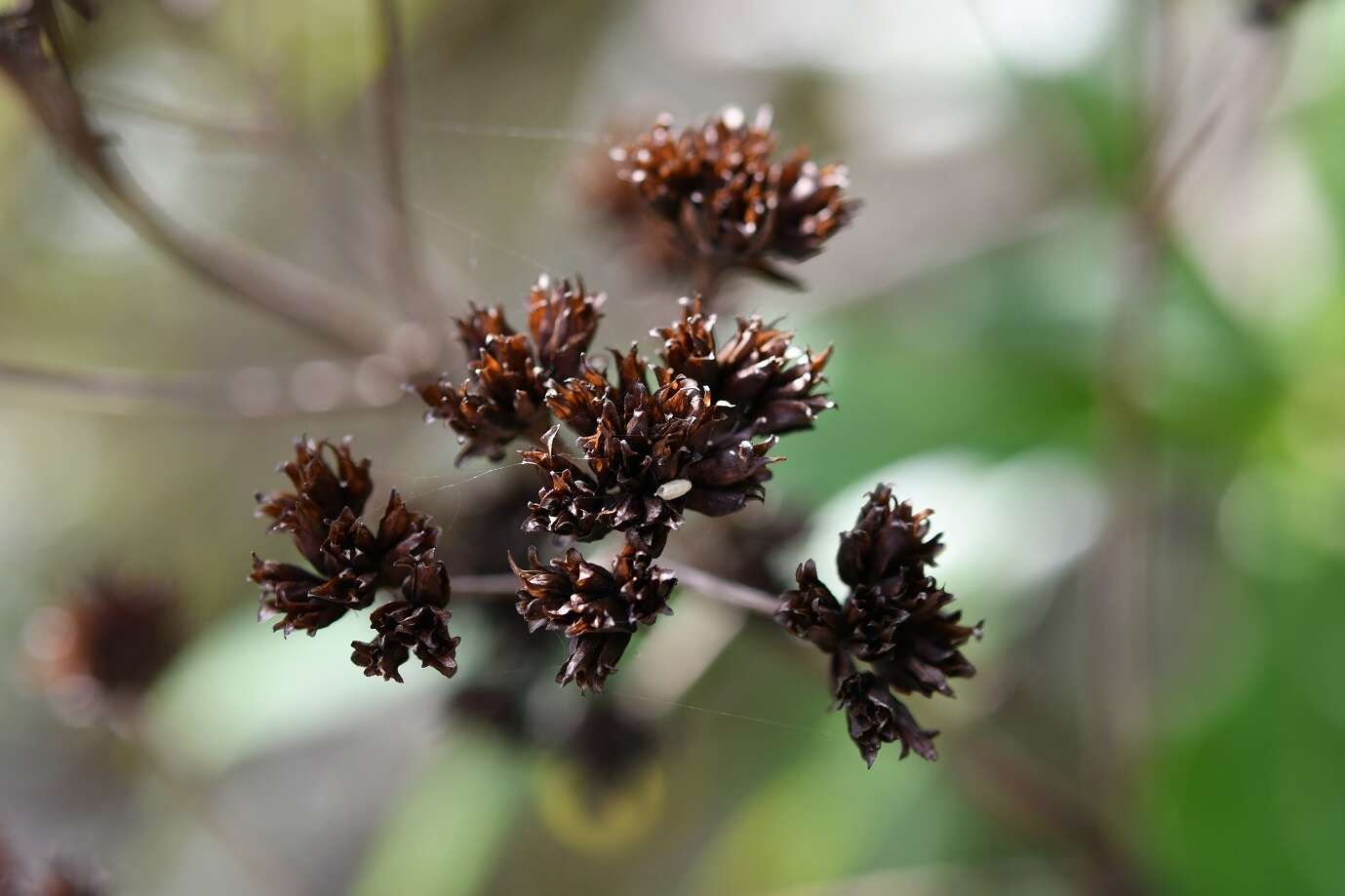 Image of Desmanthodium perfoliatum Benth.