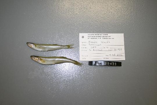 539.scfac 06 934 1182773474 jpg.580x360