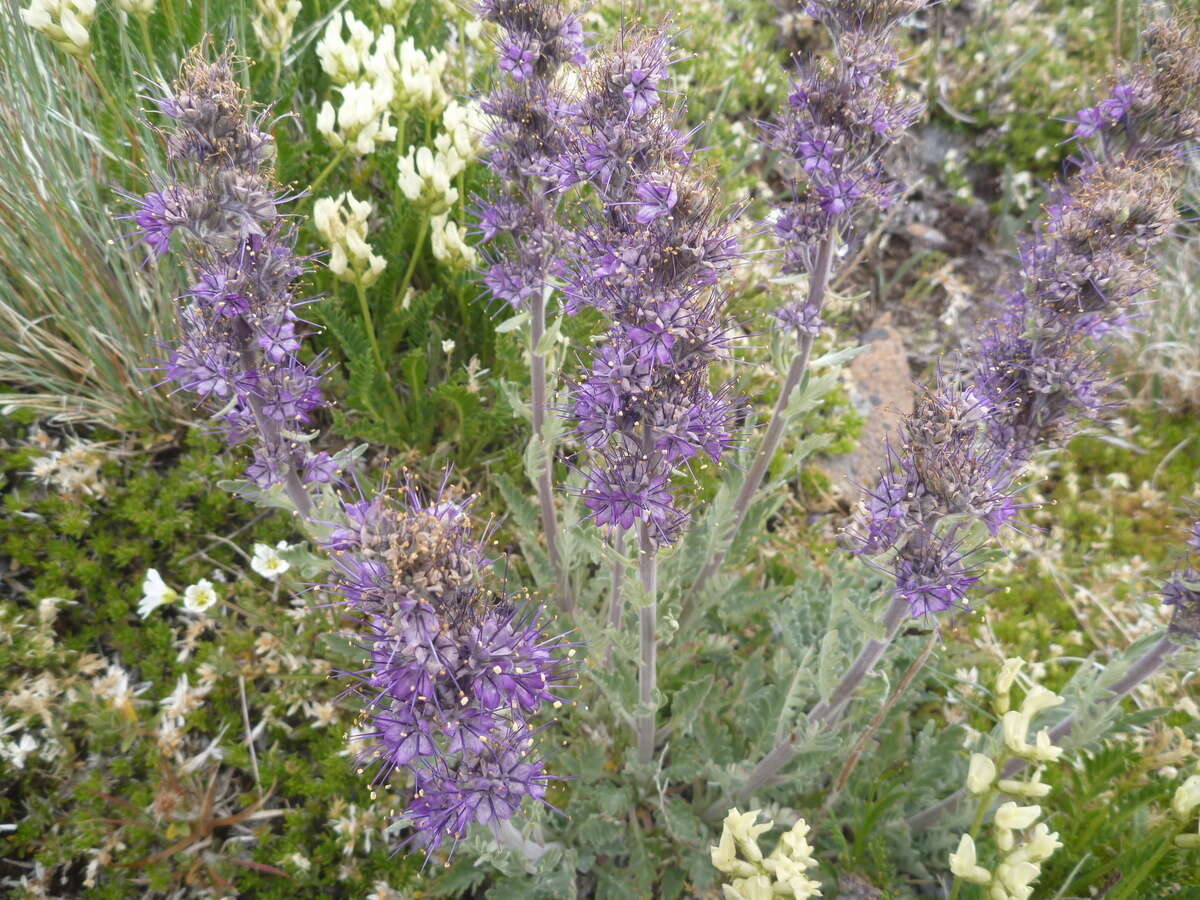 Image of silky phacelia