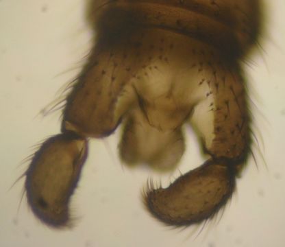 Image of <i>Cratyna uliginosa</i> (Lengersdorf 1929)