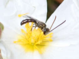 Image of Lasioglossum loetum (Brullé 1840)