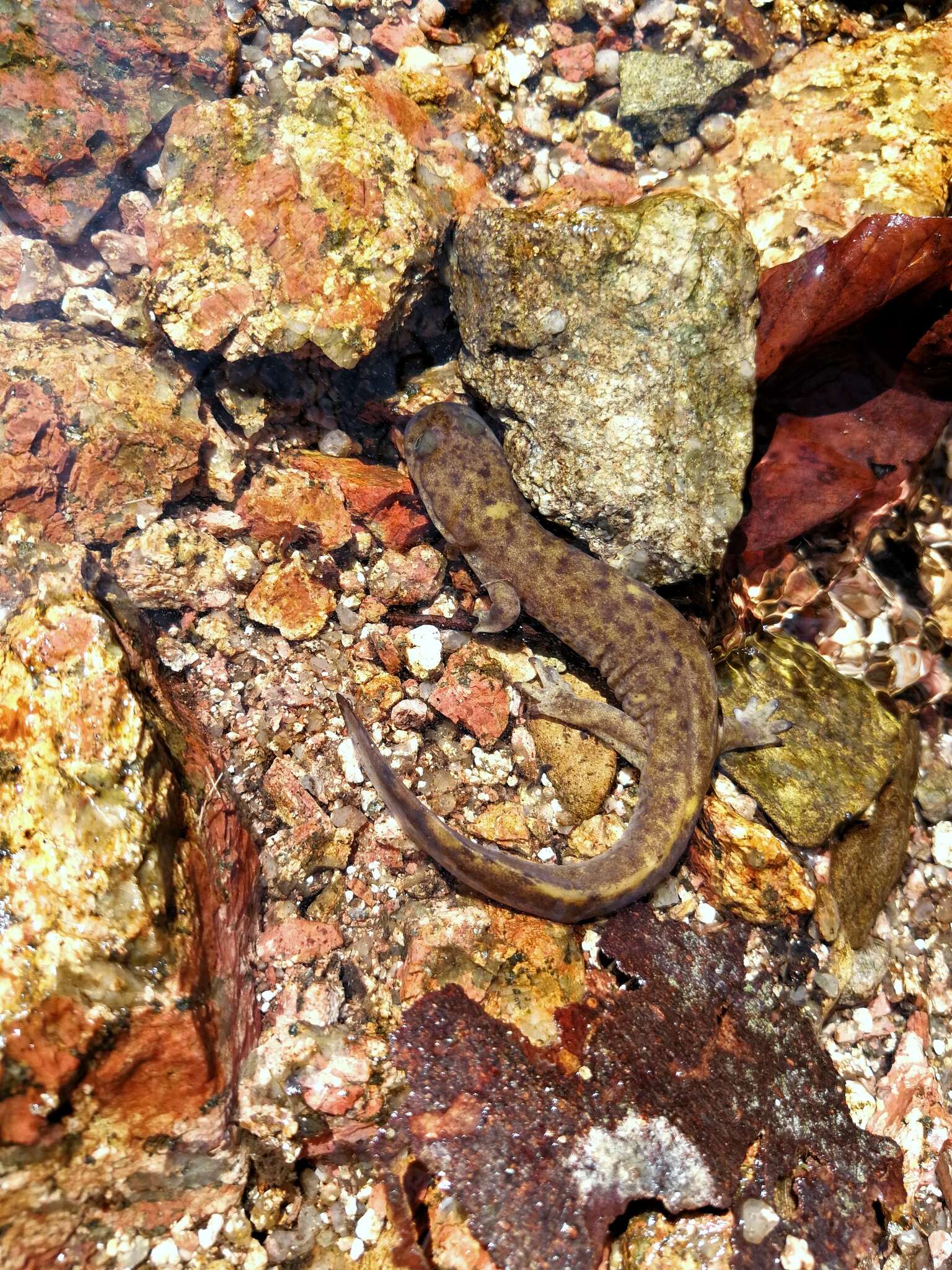 Image of Sichuan salamanders