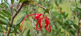 Imagem de Grevillea speciosa (Knight) Mc Gill.