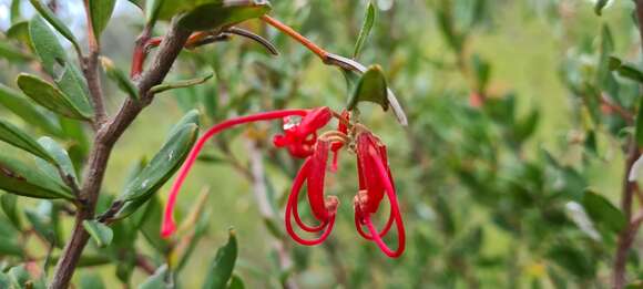 Image of Grevillea speciosa (Knight) Mc Gill.