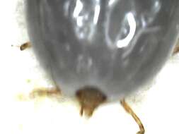 Image of Brown dog tick