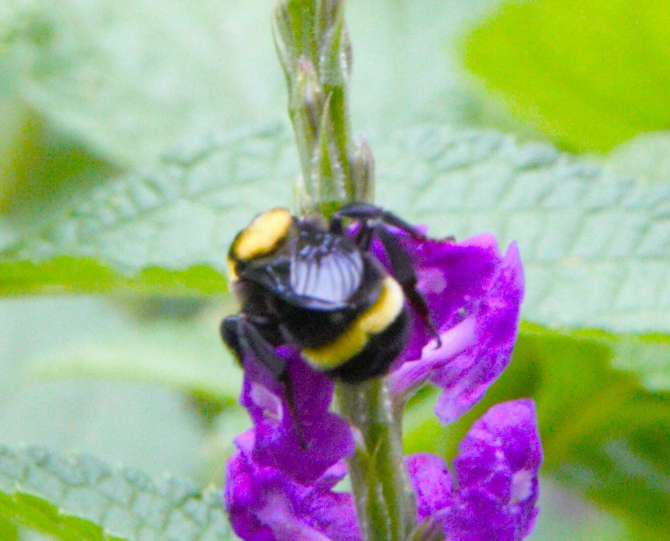 Imagem de Bombus transversalis (Olivier 1789)