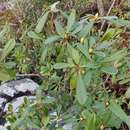 Image de Rhododendron ciliicalyx Franch.