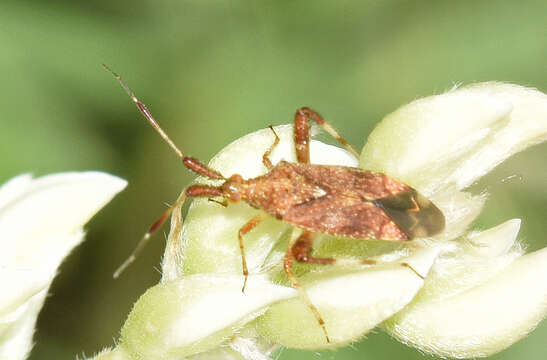 Image of Clouded plant bug