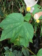 Image of Begonia palmata D. Don